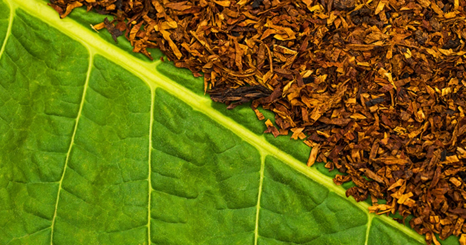 Ilustrasi untuk Fakta-Fakta Menarik tentang Nikotin yang Perlu Diketahui