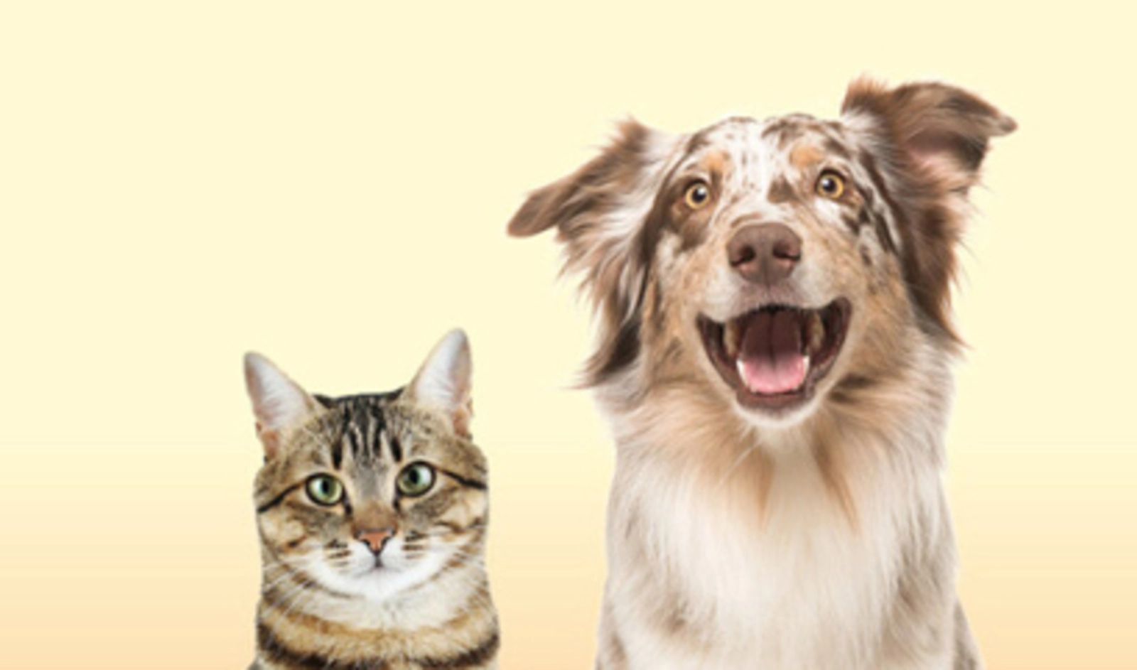 Ilustrasi untuk Apa Akibat Asap Rokok Pada Binatang Peliharaan Anda?