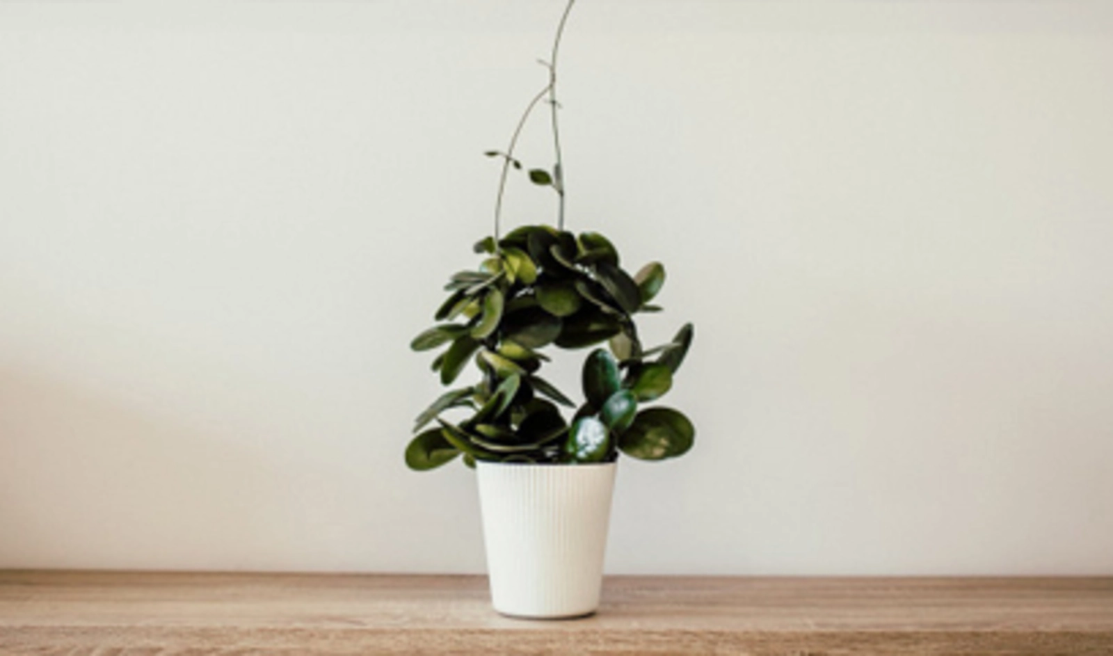 Ilustrasi untuk 4 Tanaman Rumah Cegah Polusi Asap Rokok