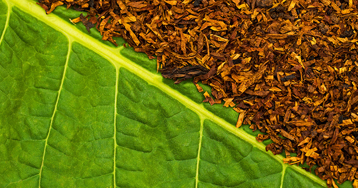 Ilustrasi untuk Fakta-Fakta Menarik tentang Nikotin yang Perlu Diketahui