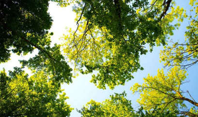 Ilustrasi untuk Cara Ala Bali untuk Mengurangi Polusi Udara di Rumah