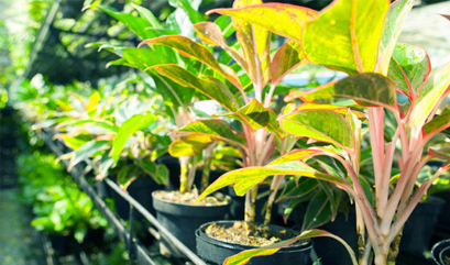 Ilustrasi untuk Kurangi Polusi Udara di Rumah dengan Tanaman Hias