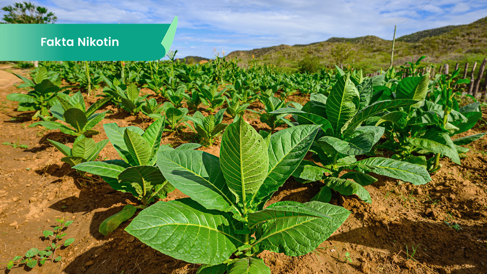 Ilustrasi untuk Nikotin Bermanfaat Jika Dikonsumsi dengan Risiko Rendah