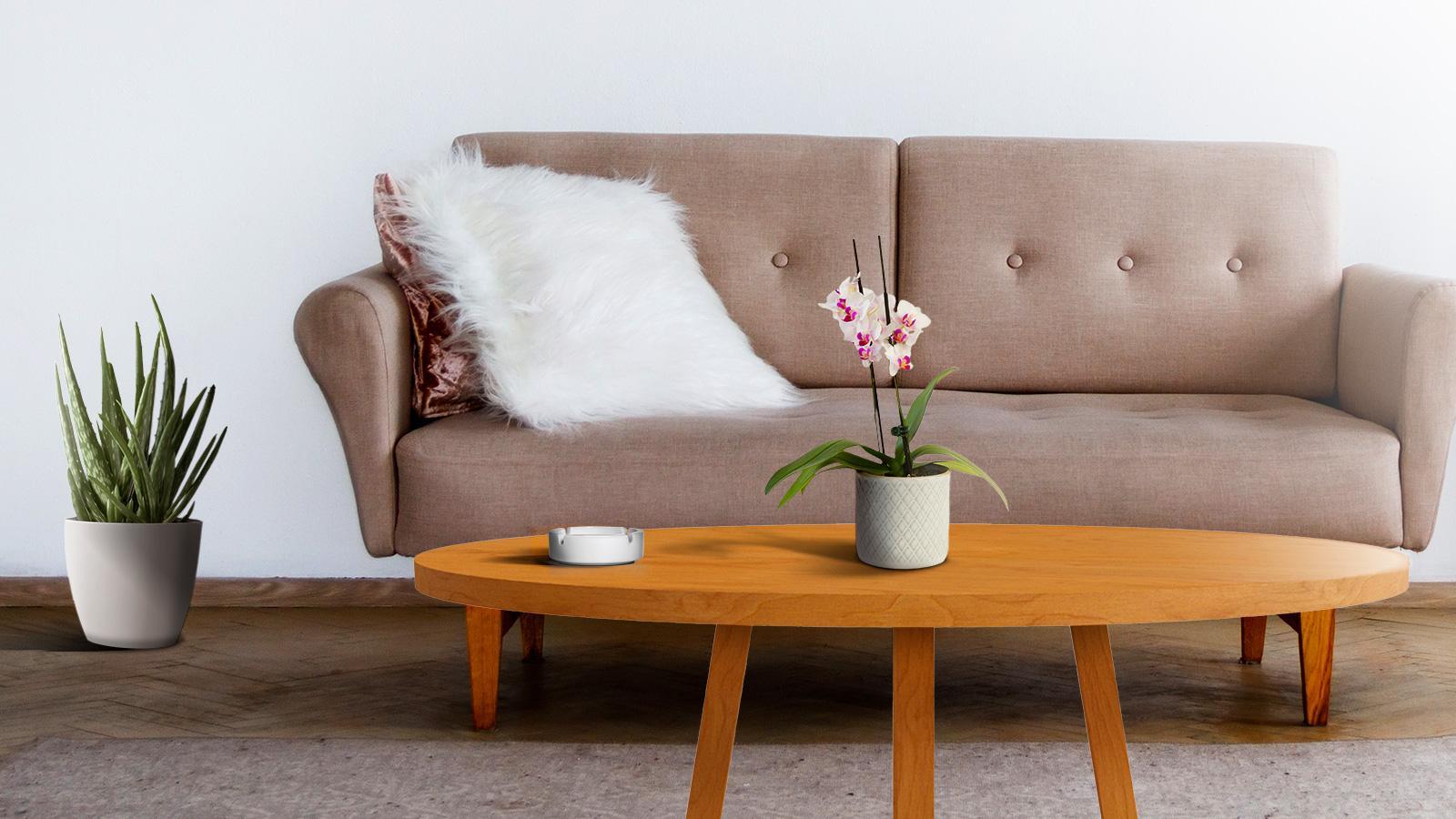 Ilustrasi untuk 14 Tanaman Penghisap Asap Rokok untuk di Rumah