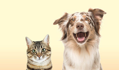 Ilustrasi untuk Apa Akibat Asap Rokok Pada Binatang Peliharaan Anda?