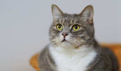 Ilustrasi untuk Efek Asap Rokok pada Hewan Peliharaan